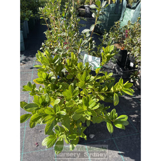 Azalea Mixed 175Mm Pot Default Type