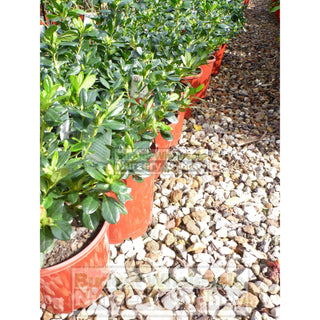 Azalea Hybrid Nice Surprise 175Mm Pot Default Type