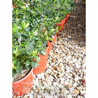 Azalea Hybrid Nice Surprise 175Mm Pot Default Type