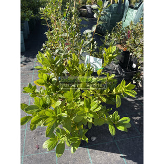 Azalea Mixed 175Mm Pot Default Type