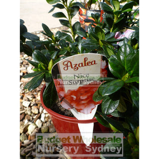 Azalea Hybrid Nice Surprise 175Mm Pot Default Type