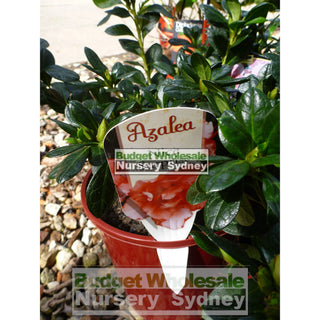 Azalea Hybrid Nice Surprise 175Mm Pot Default Type