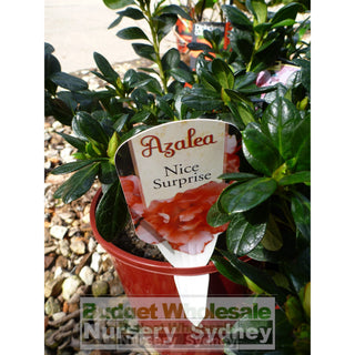 Azalea Hybrid Nice Surprise 175Mm Pot Default Type