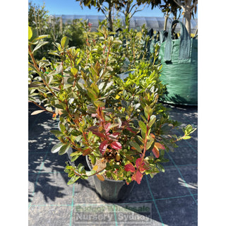 Azalea Mixed 175Mm Pot Default Type