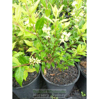Backhousia Myrtifolia 200Mm Pots Plants