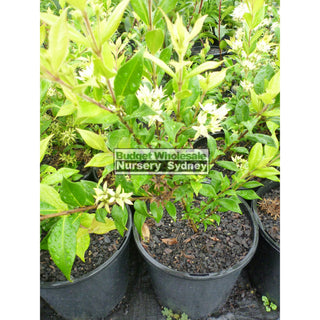 Backhousia Myrtifolia 200Mm Pots Plants