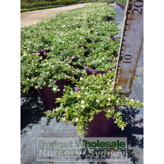 Bacopia Colossal White 140Mm Pot Plants