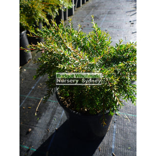 Baeckea Virgata Dwarf 140Mm Pots (Babingtonia) Gift Card
