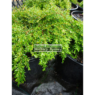 Baeckea Virgata Dwarf 140Mm Pots (Babingtonia) Gift Card