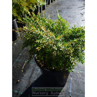 Baeckea Virgata Dwarf 140Mm Pots (Babingtonia) Gift Card