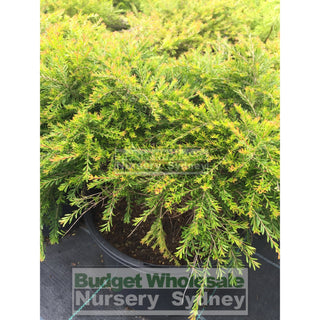 Baeckea Virgata Dwarf 200Mm Pots Gift Card