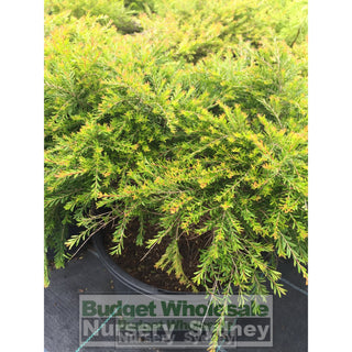 Baeckea Virgata Dwarf 200Mm Pots Gift Card
