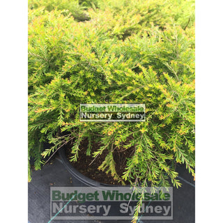 Baeckea Virgata Dwarf 200Mm Pots Gift Card