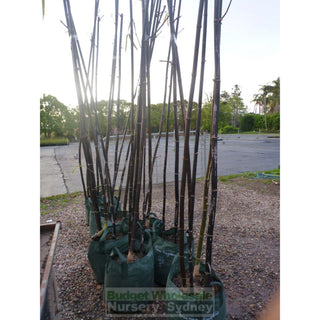 Bamboo Timor Black 45Lt Advanced Bambusa Lako Default Type