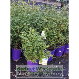 Bambusa Multiplex Green Hedge (Bamboo) 200Mm Default Type