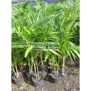 Bangalow Palm 200Mm Pot - Archontophoenix Cunninghamiana Default Type