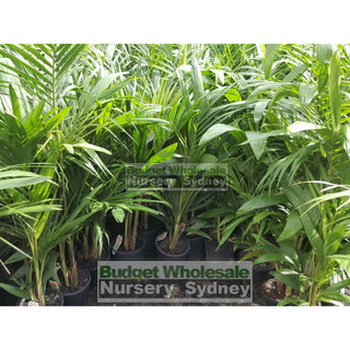 Bangalow Palm 200Mm Pot - Archontophoenix Cunninghamiana Default Type