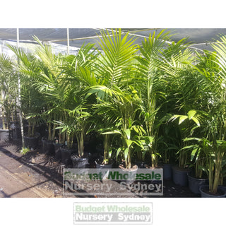 Bangalow Palm - Archontophoenix Cunninghamiana 300Mm Default Type