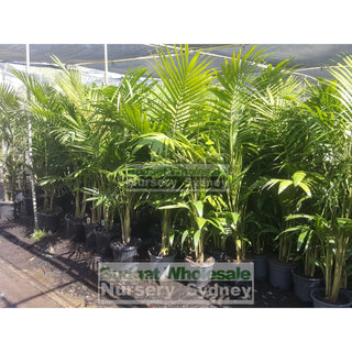 Bangalow Palm - Archontophoenix Cunninghamiana 250Mm Default Type