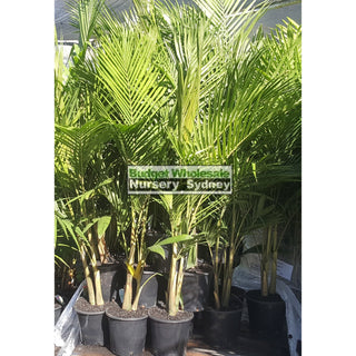 Bangalow Palm - Archontophoenix Cunninghamiana 250Mm Default Type
