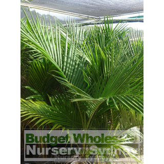 Bangalow Palm - Archontophoenix Cunninghamiana 250Mm Default Type