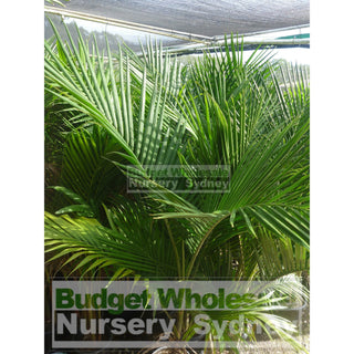 Bangalow Palm - Archontophoenix Cunninghamiana 250Mm Default Type