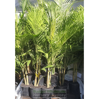 Bangalow Palm - Archontophoenix Cunninghamiana 250Mm Default Type