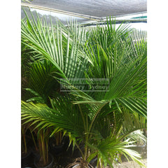 Bangalow Palm - Archontophoenix Cunninghamiana 300Mm Default Type