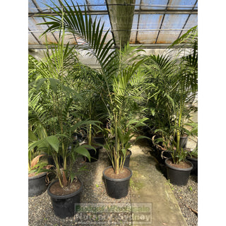 Bangalow Palm Xxl 400Mm- Archontophoenix Cunninghamiana Default Type