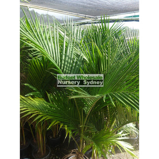 Bangalow Palm - Archontophoenix Cunninghamiana 300Mm Default Type