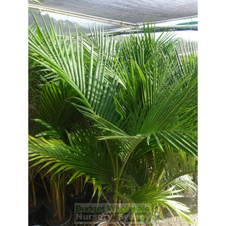Bangalow Palm - Archontophoenix Cunninghamiana 300Mm Default Type
