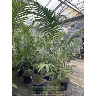 Bangalow Palm Xxl 400Mm- Archontophoenix Cunninghamiana Default Type