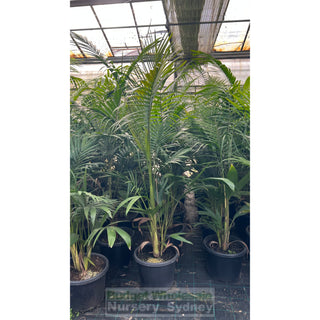 Bangalow Palm Xxl 400Mm- Archontophoenix Cunninghamiana Default Type
