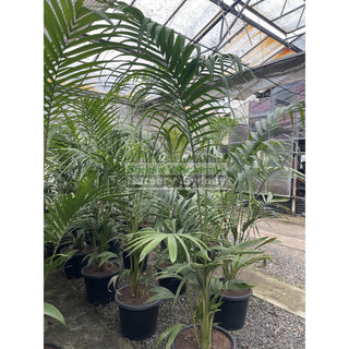 Bangalow Palm Xxl 400Mm- Archontophoenix Cunninghamiana Default Type