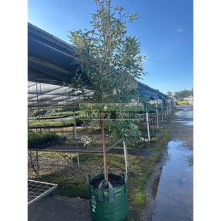 Banksia Integrifolia 100L Pot Coast Banksia Plants