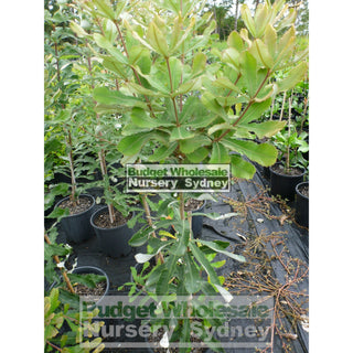 Banksia Integrifolia 200Mm Pot Coast Plants