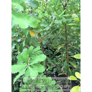 Banksia Integrifolia Large 300Mm Pot Coast Plants