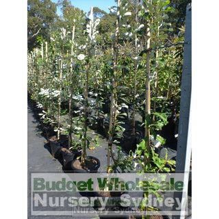 Banksia Integrifolia Large 300Mm Pot Coast Plants