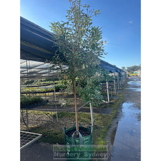 Banksia Integrifolia 100L Pot Coast Banksia Plants