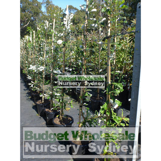 Banksia Integrifolia Large 300Mm Pot Coast Plants