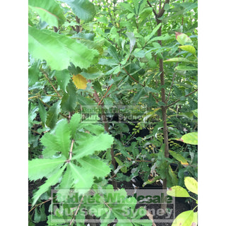 Banksia Integrifolia Large 300Mm Pot Coast Plants