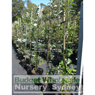 Banksia Integrifolia Large 300Mm Pot Coast Plants