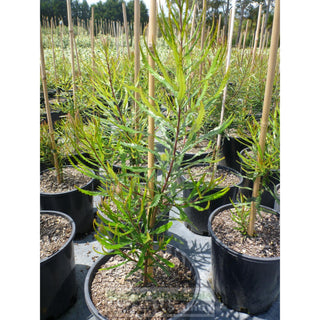 Banksia Spinulosa 140Mm Pot Plants