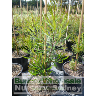 Banksia Spinulosa 200Mm Pot Plants