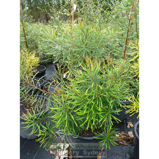Banksia Spinulosa 300Mm Pot Plants