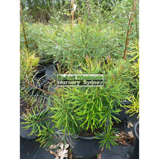 Banksia Spinulosa 300Mm Pot Plants