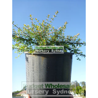 Bauera Rubioides 200Mm Pot Plants
