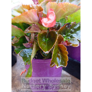 Begonia Semperflorens Bronze Leaf 140Mm Gift Card
