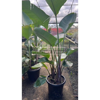 Bird Of Paradise Strelitzia Nicolai 300Mm Pots Plants