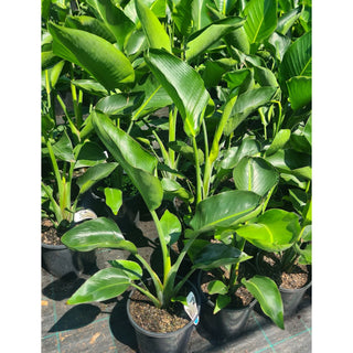 Bird Of Paradise Strelitzia Nicolai 200M Pots Plants